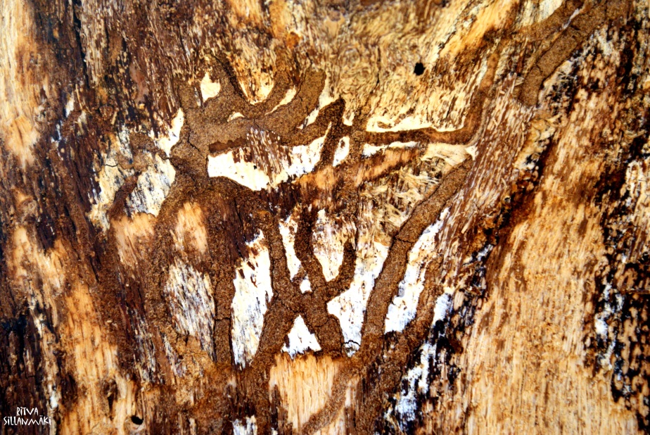 Art on an old oak tree