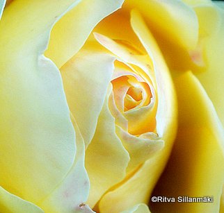yellow rose (1)