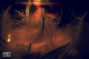 feathers and light (29 of 56)
