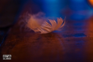 feathers and light (44 of 56)