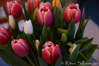 RS -Tulips-09594