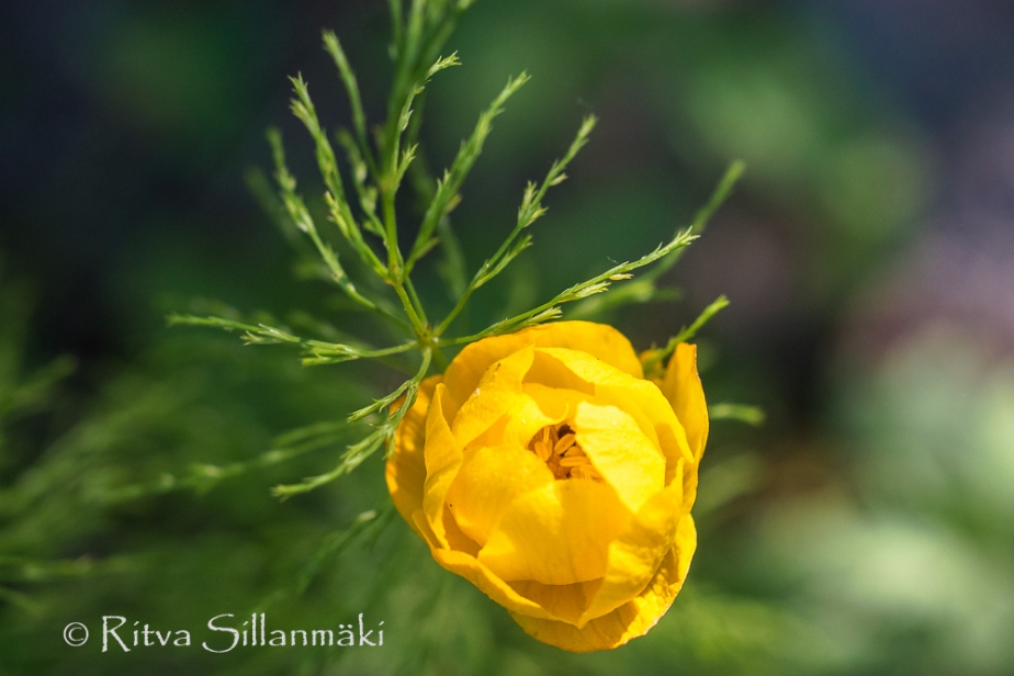 wild flower- Ritva Sillanmäki (1 of 2)