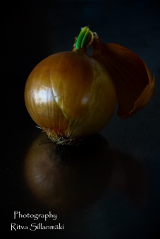 onion (12 of 19)