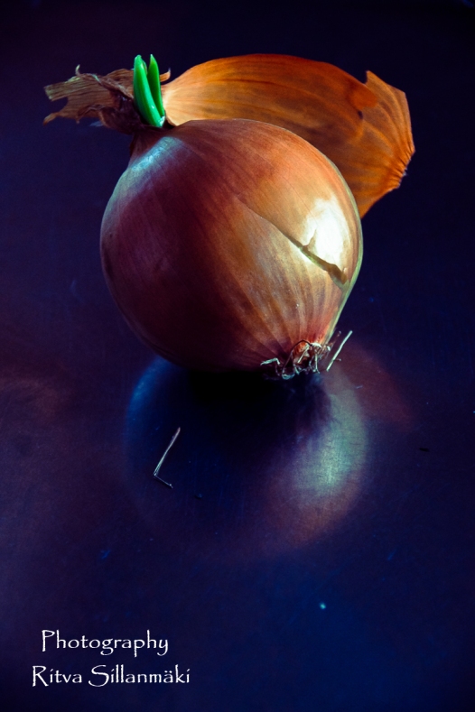 onion (8 of 19)