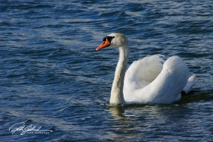Swan-03987