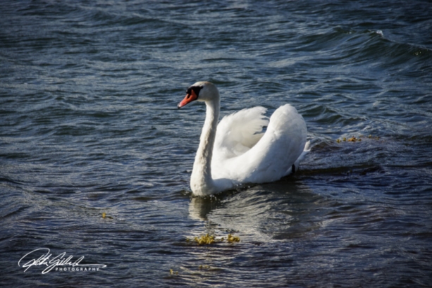 Swan-03989