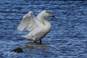 Swan-04003