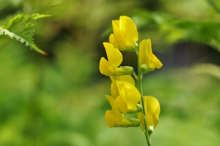 Flower a day – Meadow Vetchling