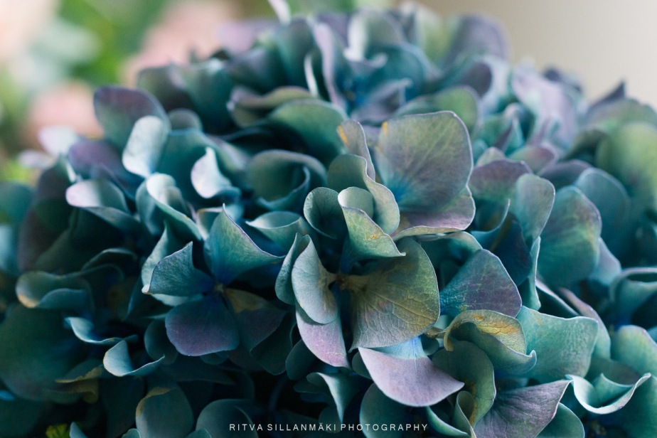 Flower a day – Hydrangea
