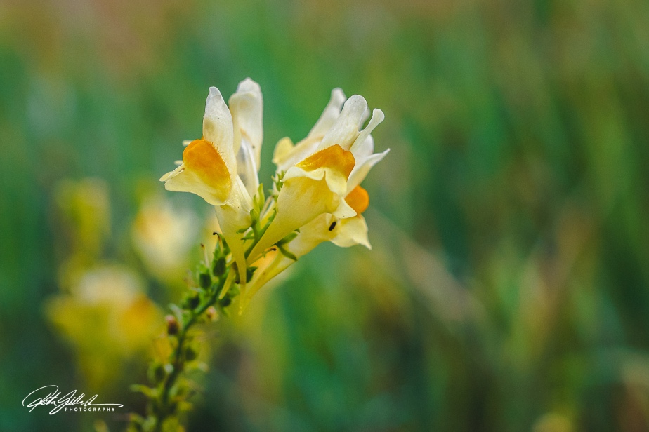 Flower a day – Yellow Toadflax