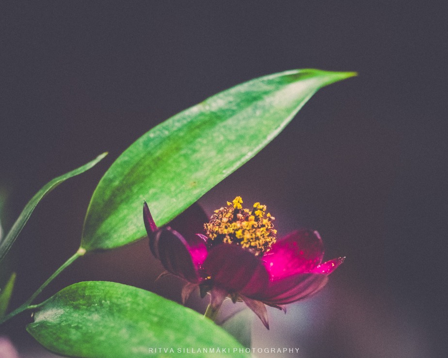 Flower a day – Deep Purple
