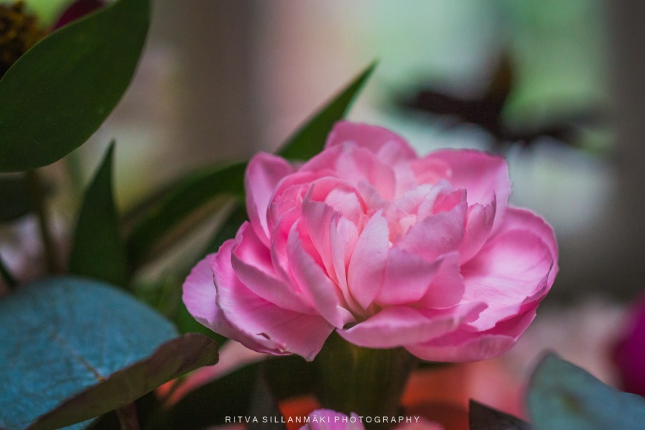 Flower a day – Pink is the color
