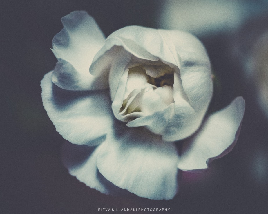 FOTD – White carnation