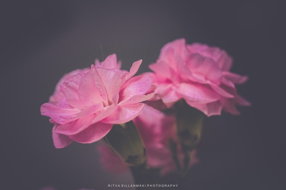 FOTD -Pink Carnations